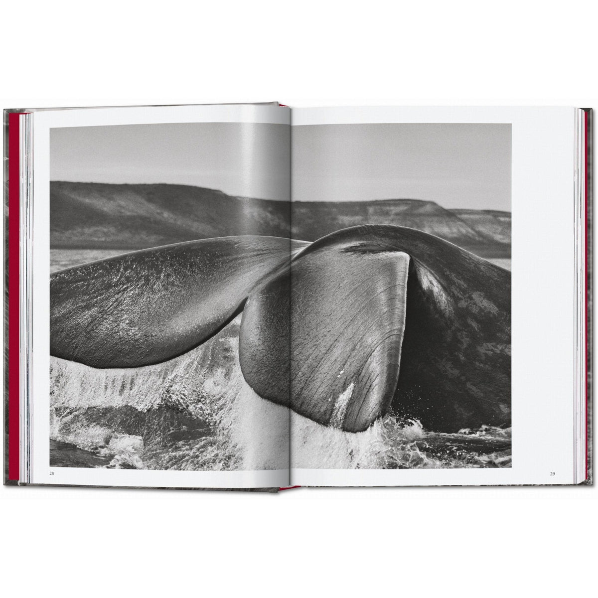 Sebastião Salgado. Genesis. 45th Ed. - Bücher - Taschen Verlag – view 4