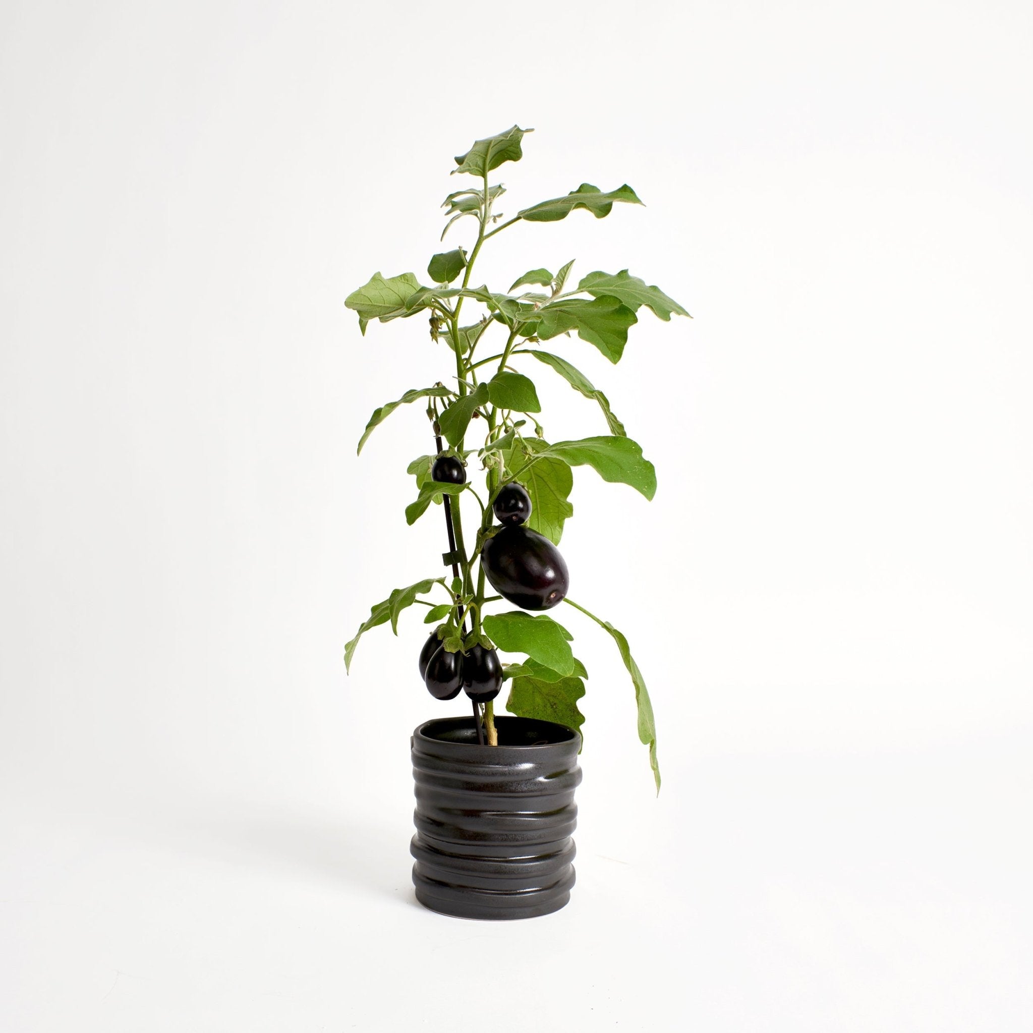 Alfonso pot - Graphite black flower pot by Project 213A
