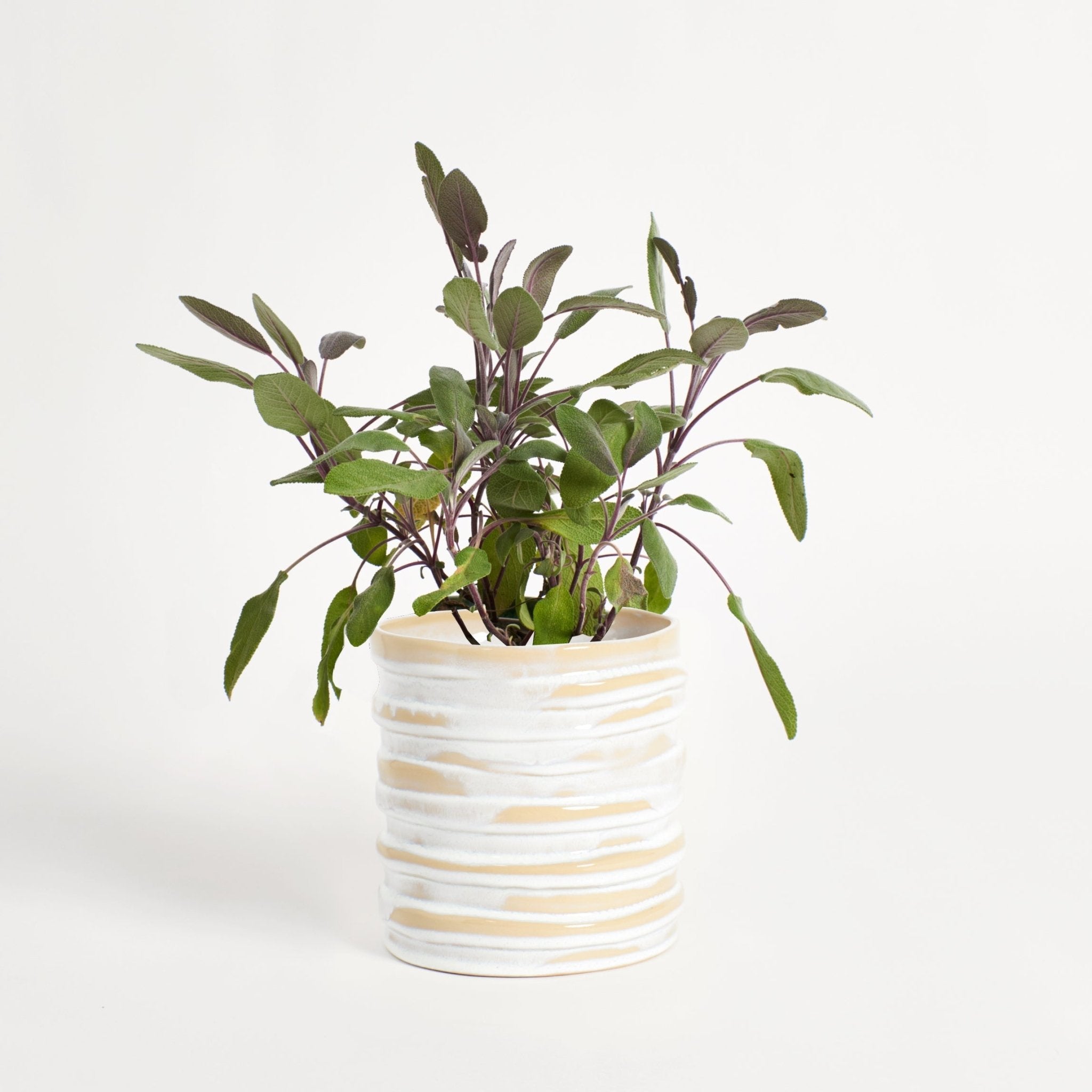 Alfonso pot - White flower pot by Project 213A