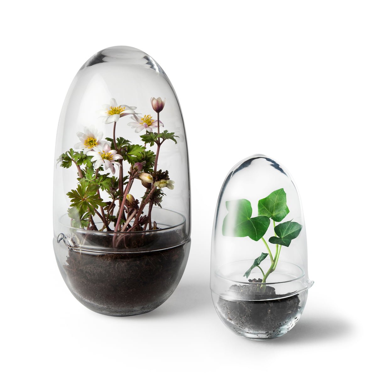 Grow Greenhouse Glas - Gewächshaus